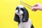 Dog in a grooming salon; Haircut, comb. pet gets beauty treatments in a dog beauty salon