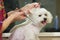 Dog grooming, white maltese.