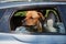 Dog on guard and sticking head out of car window