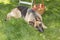 Dog is guarding apples in the garden