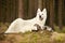 Dog guarding ferret group posing on moss deep in summer forest