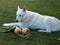 Dog guarding harvest