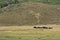 Dog guarding herd of sheep on the mountain pasture