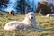 Dog guarding herd of sheep in Pyrenees, France