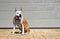 Dog guarding a home