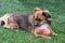 Dog guards his squeaky toy ball