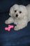 Dog guards his squeaky toy bone