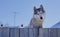 dog guards. Husky dog looks out from behind the fence winter snow day