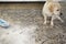 Dog with guilty expression sit near mess on kitchen floor