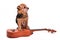 Dog with guitar