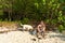 A dog with a guy walks along a sandy beach by the ocean. Tropical dog by the ocean