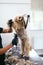 Dog Hair Cut. Groomer Grooming Dog With Trimmer At Pet Salon