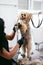 Dog Hair Cut. Groomer Grooming Dog With Trimmer At Pet Salon
