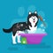 Dog hair hygiene. Vector Illustration Set, Pet Grooming and care