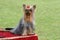 Dog on the hairdresser`s desk