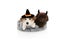 Dog halloween or carnival costume. Jack russell with wizard or witch hat and poodle with devil horns. Isolated on white background