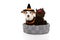 Dog halloween or carnival costume. Jack russell with wizard or witch hat and poodle puppy with devil horns. Isolated on white