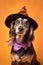 Dog with Halloween witch costume hat on orange ackground