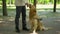 Dog handler feeding retriever, training pet in park, giving obedience commands