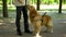 Dog handler training pet, feeding retriever for good behaviour and obedience