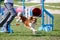 Dog with handler vaulting hurdle in agility trial