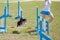 Dog with handler vaulting hurdle in agility trial