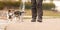 Dog handler walks with her little dogs on a road. Two obedient Jack Russell Terrier doggy