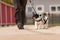 Dog handler walks with her little dogs on a road. Two obedient Jack Russell Terrier doggy