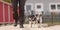 Dog handler walks with her little dogs on a road. Two obedient Jack Russell Terrier doggy