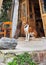 Dog hanging out outside his house in Istambul, Turkey