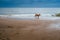 Dog happily running on the beach on summer day