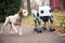 dog happily walking alongside modern robotic companion