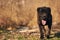 Dog happily walks in backyard