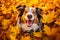 Dog, Happy Australian Shepherd portrait on autumn tree backdrop.