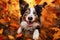 Dog, Happy Australian Shepherd portrait on autumn tree backdrop.