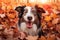 Dog, Happy Australian Shepherd portrait on autumn tree backdrop.