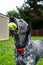 A dog in happy play time enjoying a sunny day in a feild