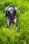 A dog in happy play time enjoying a sunny day in a feild