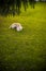 A dog is happy to be together with his owner while he plays in the park