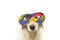 DOG HARLEQUIN CARNIVAL MASK. FUNNY MIXED-BREED PUPPY WEARING A COLORFUL EYEMASK. ISOLATED STUDIO SHOT ON WHITE BACKGROUND