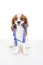 Dog harness with dog. Avoid puppy lost accidents. Beautiful friendly cavalier king charles spaniel dog. Purebred canine