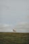 Dog in a harness standing on a hill in Mendip Hills, UK, against the sky