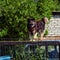 The dog has climbed on a roof of the old car standing