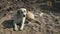 The dog has a rest lying on the sand