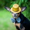 Dog in a hat and a bow tie, an image of a magician, a circus art