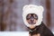 A dog in a hat, a funny puppy in a winter forest. Space for text