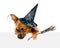 Dog with hat for halloween and with witches broom stick above white banner looking down. on white background