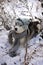 A dog in a hat and a scarf lies in the snow among the grass in ambush