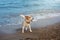 DOG HAVING FUN ON BEACH ON SUMMER. JACK RUSSELL COVERED WITH SAND AND PLAYING ON VACATIONS