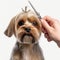 dog having a hair cut. picture showing dog and barbers hand with scissor on white background
